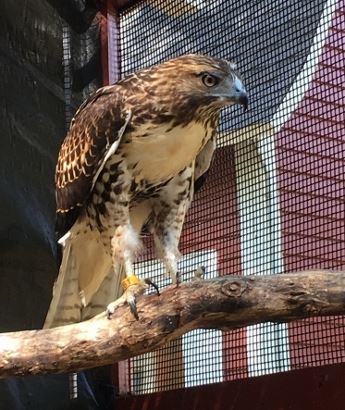 Red Tailed Hawk 