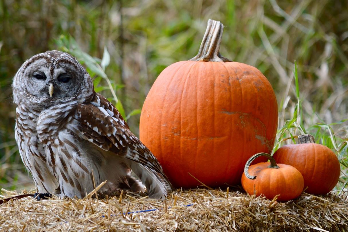 Barred Owl pic by Adrianna