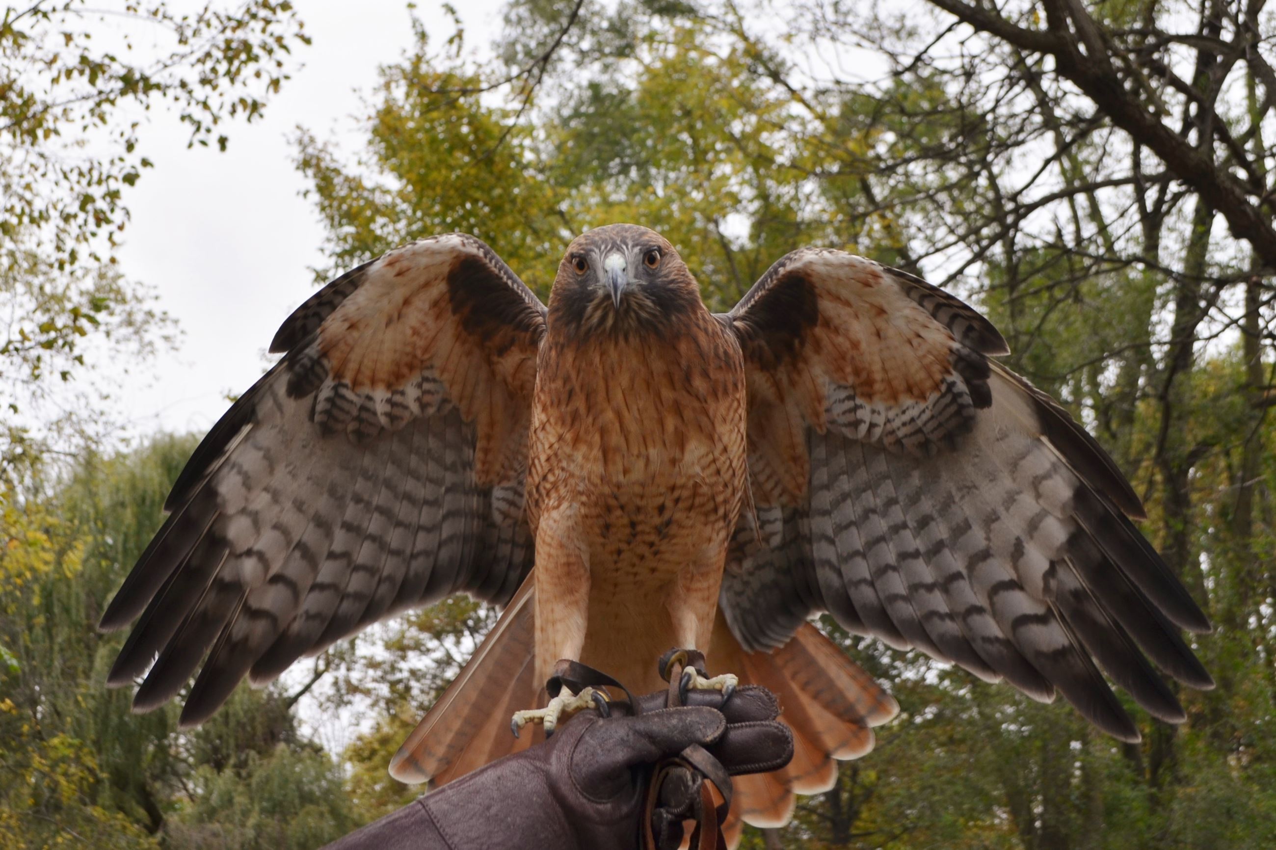 Red Tailed Hawk Itasca Nature Center Wildlife
