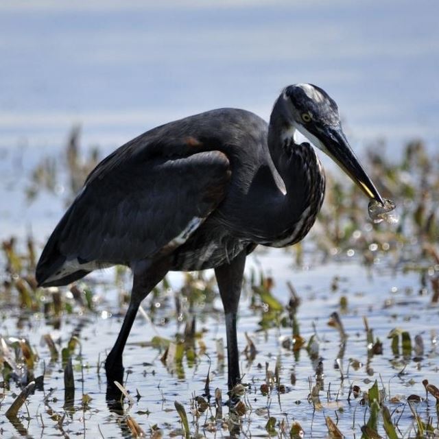 Ray Franzen Bird Sanctuary App (640x640)